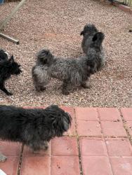 Found/Stray Unknown Dog last seen By Reed Park , Gilbert, AZ 85233