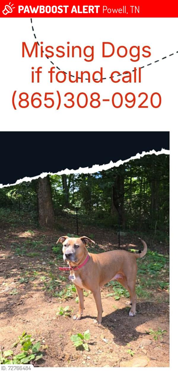 Lost Female Dog last seen Raccoon Valley and Claxton Farm Rd, Powell, TN 37849