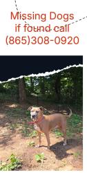 Lost Female Dog last seen Raccoon Valley and Claxton Farm Rd, Powell, TN 37849