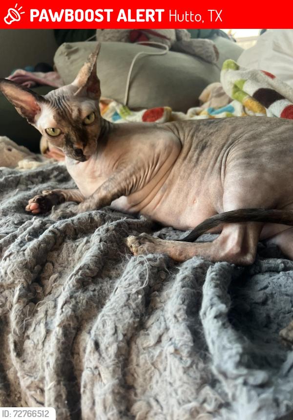 Lost Female Cat last seen Cockrill Ct and Cockrill St Hutto, TX, Hutto, TX 78634
