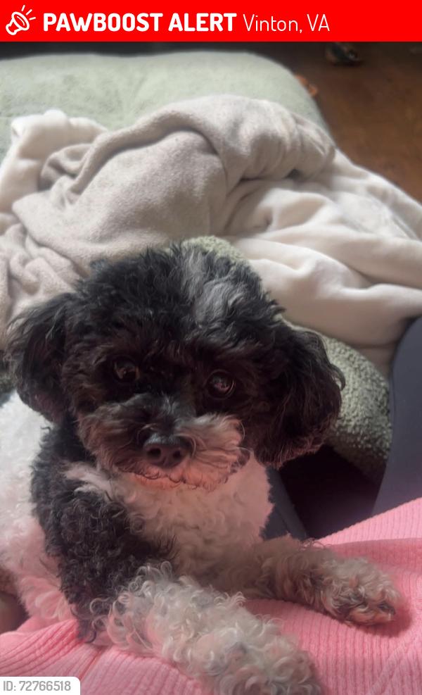 Lost Female Dog last seen Near Alison Lane vinton VA, Vinton, VA 24179
