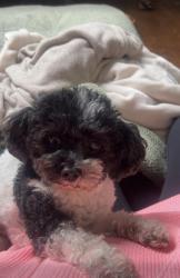 Lost Female Dog last seen Near Alison Lane vinton VA, Vinton, VA 24179