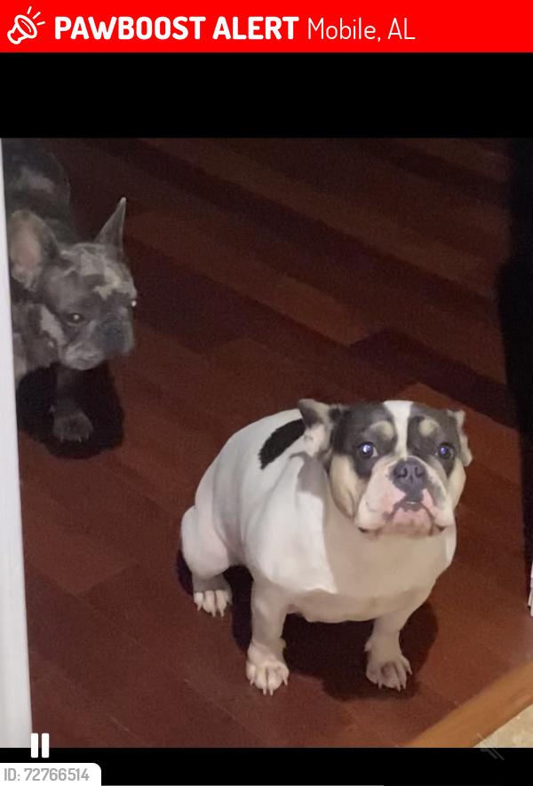 Lost Female Dog last seen Laad stadium , Mobile, AL 36604