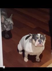 Lost Female Dog last seen Laad stadium , Mobile, AL 36604