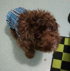 Lost Male Dog last seen Near wolf street, Philadelphia, PA 19148