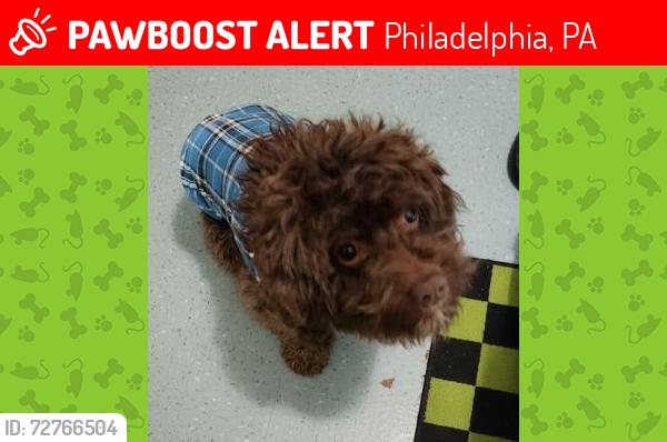 Lost Male Dog last seen Near wolf street, Philadelphia, PA 19148