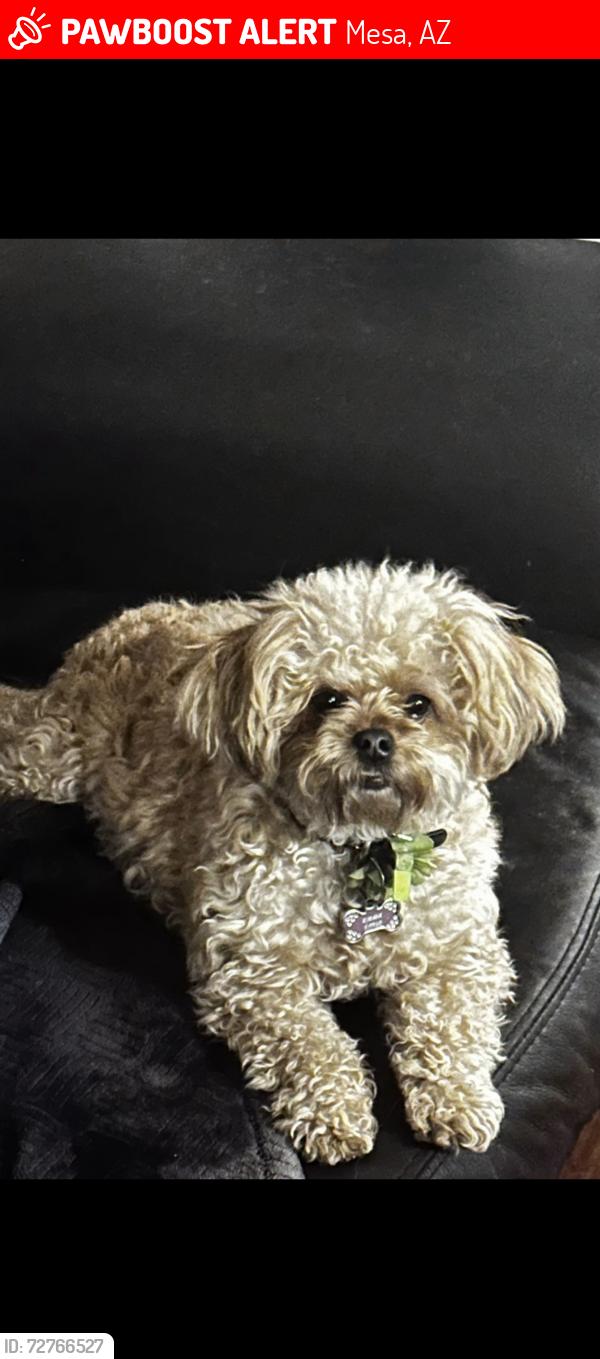 Lost Female Dog last seen Power and Southern, Mesa, AZ 85209