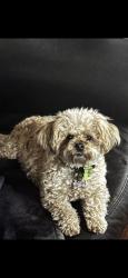 Lost Female Dog last seen Power and Southern, Mesa, AZ 85209