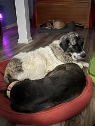 Lost Female Dog last seen Farmer Denton Road, Randolph County, NC 27239