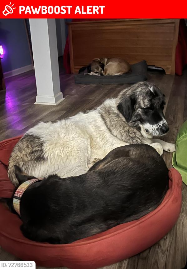 Lost Female Dog last seen Farmer Denton Road, Randolph County, NC 27239
