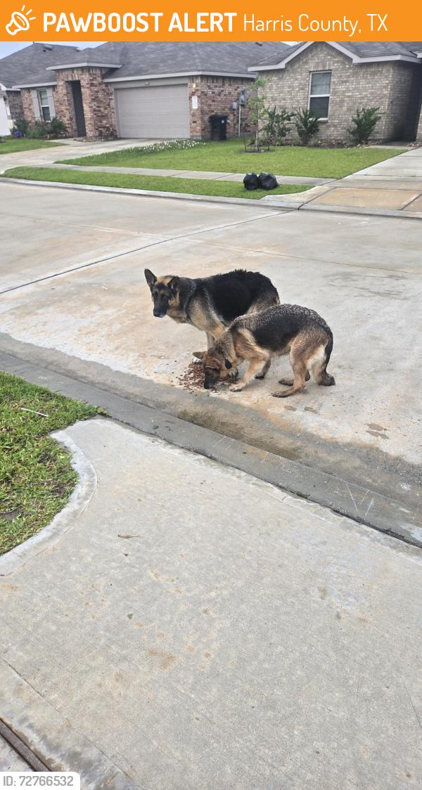Found/Stray Male Dog last seen Moonlit Garden Lane , Harris County, TX 77449