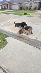 Found/Stray Male Dog last seen Moonlit Garden Lane , Harris County, TX 77449