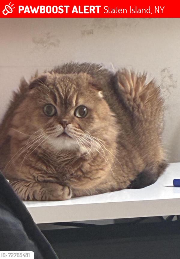 Lost Male Cat last seen Port Richmond ave, Staten Island, NY 10302
