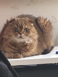 Lost Male Cat last seen Port Richmond ave, Staten Island, NY 10302