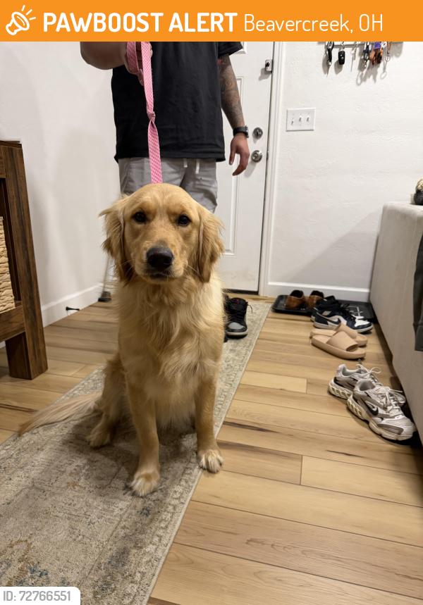 Found/Stray Female Dog last seen Newton rd & N Fairfield rd intersection , Beavercreek, OH 45434