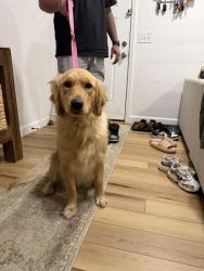 Found/Stray Female Dog last seen Newton rd & N Fairfield rd intersection , Beavercreek, OH 45434