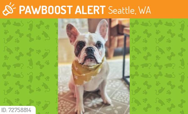 Found/Stray Female Dog last seen Near N. Michigan Ave Chicago, IL 60611-4087, Seattle, WA 98144