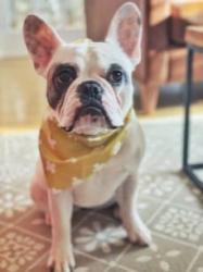 Found/Stray Female Dog last seen Near N. Michigan Ave Chicago, IL 60611-4087, Seattle, WA 98144