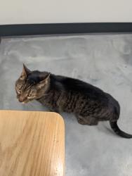 Lost Female Cat last seen Fox Valley , Glen Mills, PA 19342