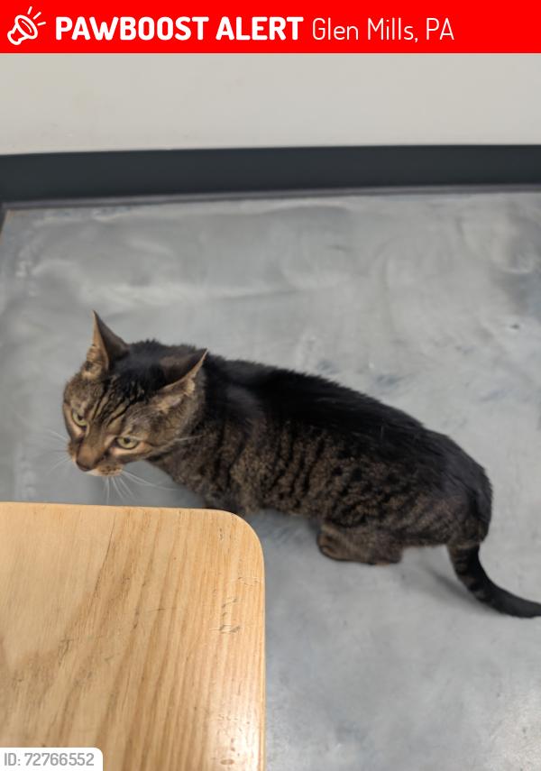 Lost Female Cat last seen Fox Valley , Glen Mills, PA 19342