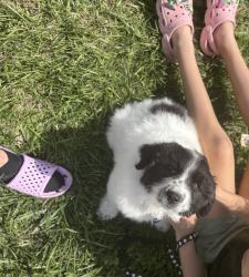 Found/Stray Male Dog last seen Off a private road don’t have exact location , Warrenton, VA 20186