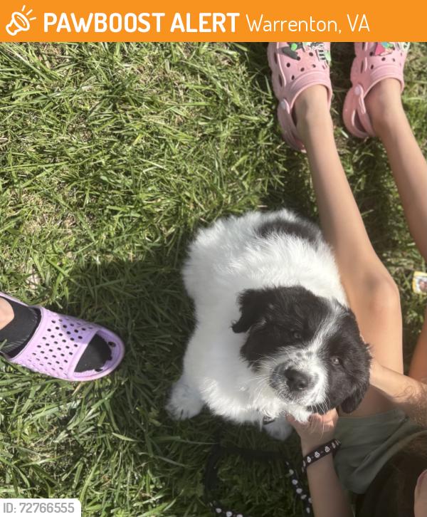 Found/Stray Male Dog last seen Off a private road don’t have exact location , Warrenton, VA 20186
