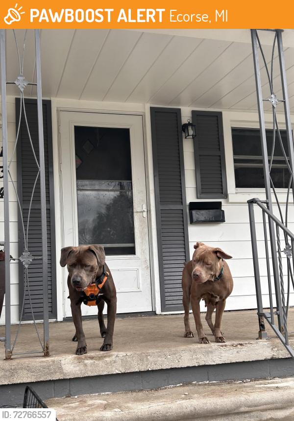 Found/Stray Unknown Dog last seen O’briann market, Ecorse, MI 48229