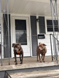 Found/Stray Unknown Dog last seen O’briann market, Ecorse, MI 48229