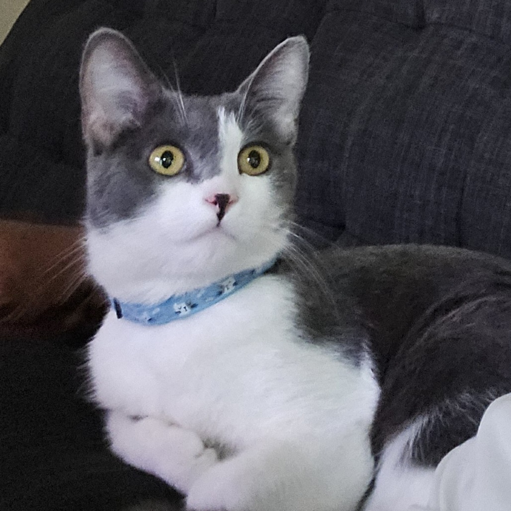 Shelter Stray Male Cat last seen , Animal Care & Control Team of Philly, 111 W Hunting Park Ave, Philadelphia, PA 19140, USA