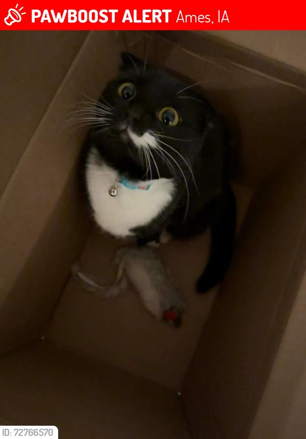 Lost Female Cat last seen Hickory Park, Ames, IA 50010