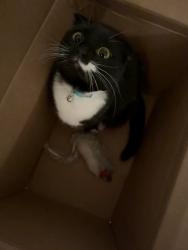 Lost Female Cat last seen Hickory Park, Ames, IA 50010
