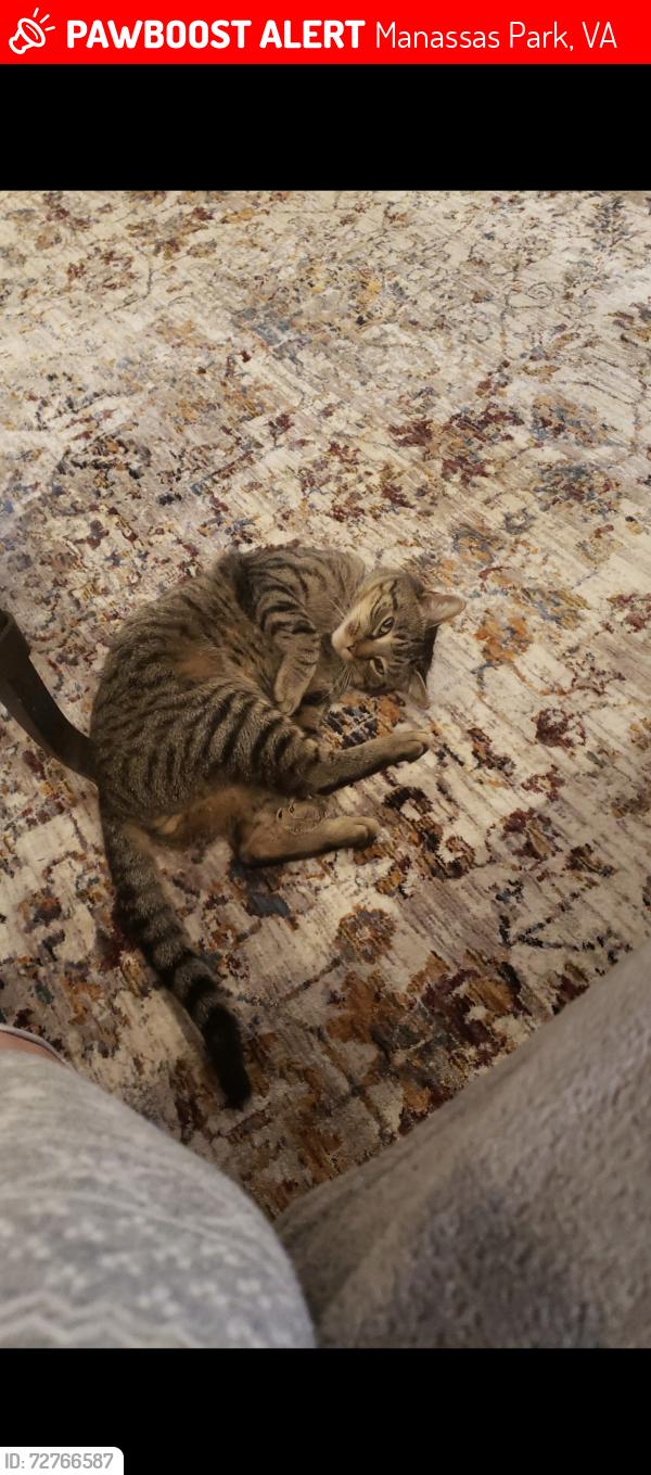 Lost Male Cat last seen Manassas Dr. And Arnie Ct., Manassas Park, VA 20111