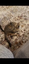 Lost Male Cat last seen Manassas Dr. And Arnie Ct., Manassas Park, VA 20111