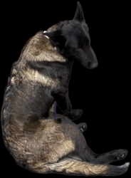 Found/Stray Male Dog last seen Rt 234 and Eclipse drive, Independent Hill, VA 20112