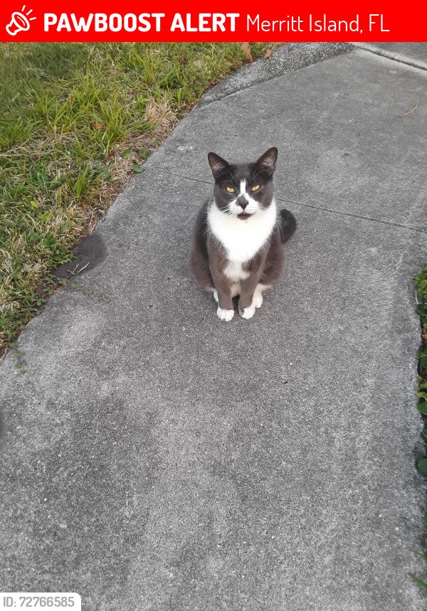Lost Male Cat last seen Perth Ave , Merritt Island, FL 32953