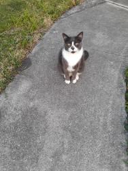 Lost Male Cat last seen Perth Ave , Merritt Island, FL 32953