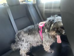 Found/Stray Female Dog last seen Jaguar bl and oakridge Ave , Lehigh Acres, FL 33974