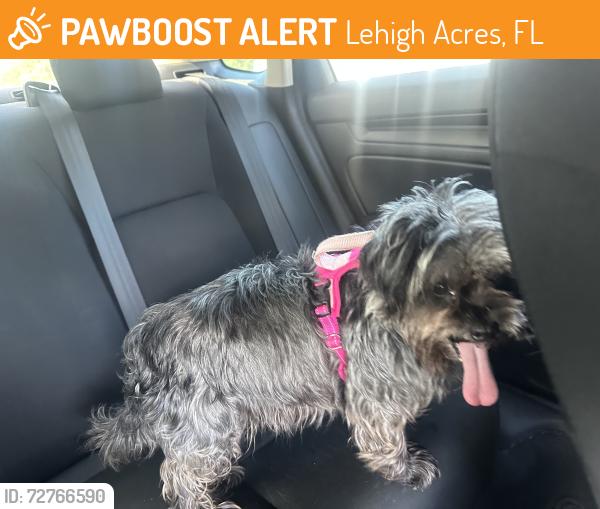 Found/Stray Female Dog last seen Jaguar bl and oakridge Ave , Lehigh Acres, FL 33974