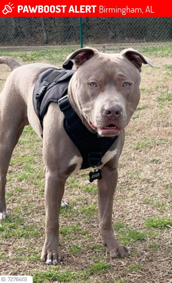 Lost Male Dog last seen Pinson car wash , Birmingham, AL 35215