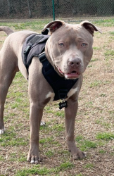 Lost Male Dog last seen Pinson car wash , Birmingham, AL 35215
