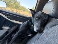 Lost Male Dog last seen Near feather river blvd, Plumas Lake, CA 95961