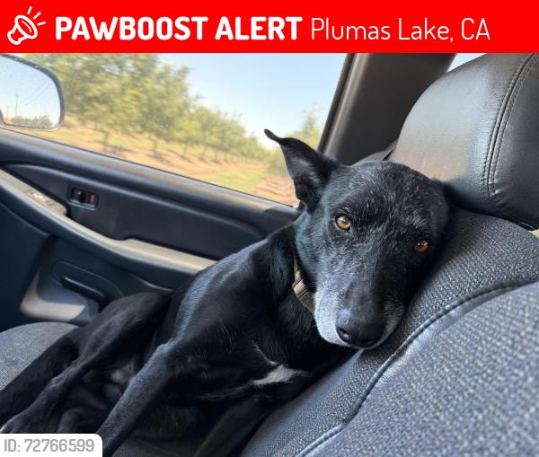 Lost Male Dog last seen Near feather river blvd, Plumas Lake, CA 95961