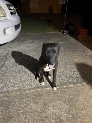 Found/Stray Male Dog last seen Chimney Ridge Subdivision , Flakes Mill Rd, GA 30294