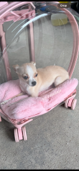 Lost Female Dog last seen bonds ranch by winco, Fort Worth, TX 76179