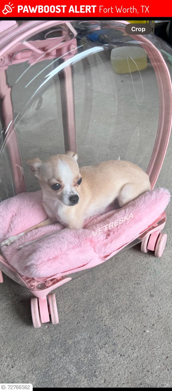 Lost Female Dog last seen bonds ranch by winco, Fort Worth, TX 76179