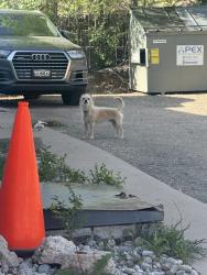 Found/Stray Male Dog last seen Bellewood and Federal, Englewood, CO 80110