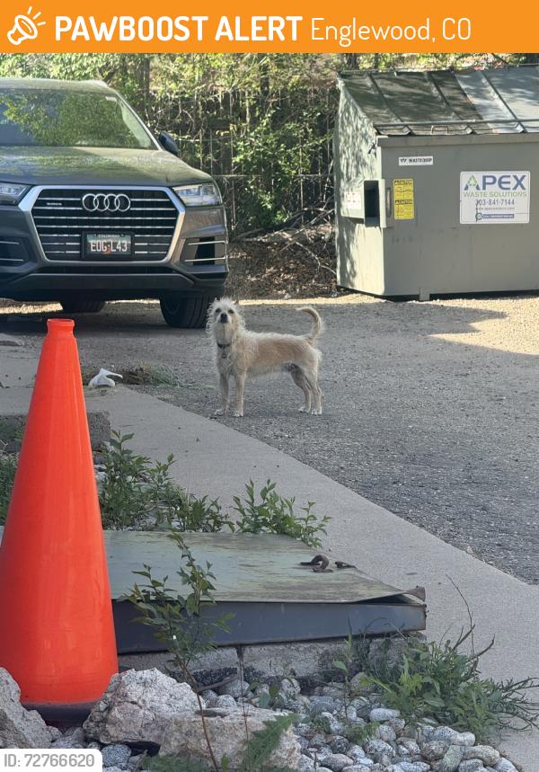 Found/Stray Male Dog last seen Bellewood and Federal, Englewood, CO 80110