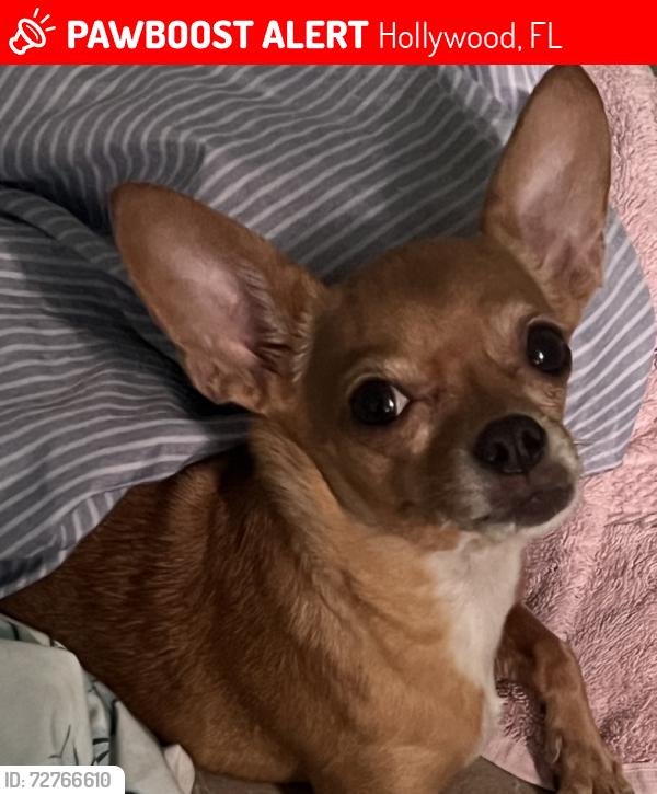 Lost Female Dog last seen Taft and 69th way, Hollywood, FL 33024