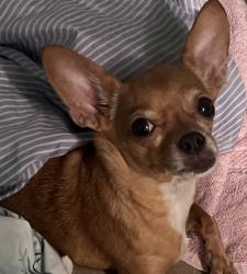 Lost Female Dog last seen Taft and 69th way, Hollywood, FL 33024