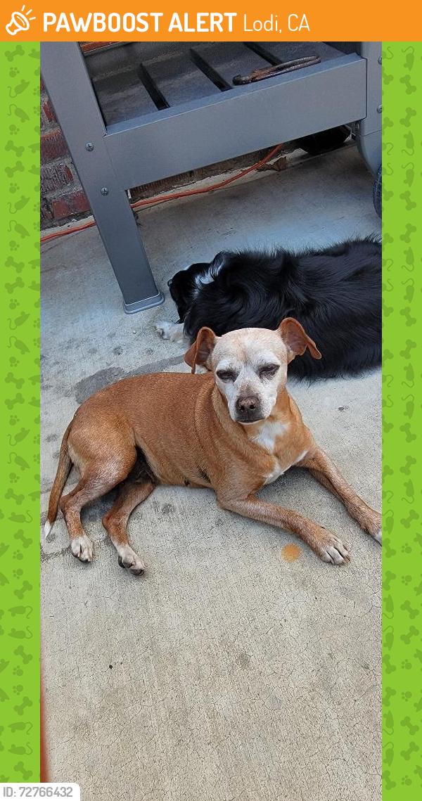 Found/Stray Female Dog last seen Near E Live Oak Rd/ 99 Frontage, Lodi, CA 95240